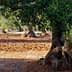 A large olive tree with a thick trunk and green leaves in an orchard setting. - Olive Oil Times
