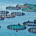 Aquaculture fish farming cages arranged in a body of water with circular nets and buoys. - Olive Oil Times