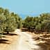 Dirt pathway winding through an olive grove with trees on either side. - Olive Oil Times