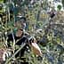 Man using a pole pruner to trim olive tree branches in a field. - Olive Oil Times