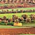 Aerial view of olive tree fields with varying shades of green and brown in a landscape. - Olive Oil Times