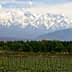 Vineyard rows in the foreground with snow-capped mountains in the background under a clear sky. - Olive Oil Times