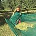 Woman lifting a green net filled with harvested olives in an olive orchard. - Olive Oil Times