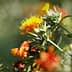 Safflower plant featuring yellow and orange flowers with green leaves in a natural setting. - Olive Oil Times