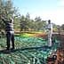 Workers harvesting olives in an orchard with trees and nets on the ground. - Olive Oil Times