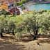 Olive trees in a landscape with a view of a coastal town and water in the background. - Olive Oil Times