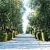 A gravel path lined with olive trees and shrubs on either side, leading into the distance. - Olive Oil Times