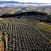 Aerial view of a large olive grove in Tuscany, showcasing rows of olive trees in a landscape. - Olive Oil Times