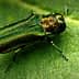Emerald Ash Borer insect resting on a green leaf, showcasing its metallic green coloration. - Olive Oil Times