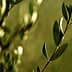 A hand gently touching the leaves of an olive branch in natural light. - Olive Oil Times