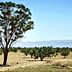 A solitary tree standing in an open landscape with sparse vegetation and distant mountains. - Olive Oil Times