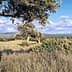 Olive trees in a grassy landscape under a blue sky with scattered clouds. - Olive Oil Times