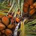 Cluster of coconuts hanging from a palm tree surrounded by green palm fronds. - Olive Oil Times