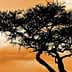 Silhouette of a tree with a twisted trunk and sparse foliage against an orange sky with clouds. - Olive Oil Times