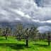 Olive trees with gray clouds in the sky over a green grassy field. - Olive Oil Times