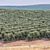 Rows of olive trees arranged in a hillside olive grove with a distant landscape. - Olive Oil Times