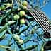 Hand holding an olive harvesting tool among green and purple olives on an olive tree branch. - Olive Oil Times