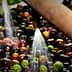 Water spraying over a mixture of black and green olives in an olive oil processing facility. - Olive Oil Times