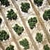 Aerial view of an olive grove showing rows of olive trees arranged in circular patterns. - Olive Oil Times