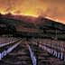 Vineyard rows with white markers and a wildfire burning in the background on a hillside. - Olive Oil Times