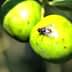 Close-up of green olives with a fly resting on one of the fruits. - Olive Oil Times