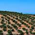 Expansive olive grove with numerous olive trees arranged in rows on a hillside. - Olive Oil Times