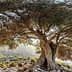 A large olive tree with a broad canopy growing on rocky terrain under a clear sky. - Olive Oil Times