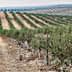 Rows of olive trees in an orchard with a dirt path running through the center. - Olive Oil Times
