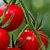 Cluster of ripe red tomatoes hanging on a green vine in a garden setting. - Olive Oil Times