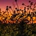 Silhouette of wildflowers against a colorful sunset sky with shades of orange and purple. - Olive Oil Times