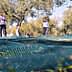 Workers collecting olives in an orchard with nets spread on the ground for harvesting. - Olive Oil Times