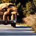 A trailer filled with burlap bags being pulled along a gravel path. - Olive Oil Times