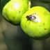 Close-up of two green fruits with a small insect resting on one of them. - Olive Oil Times