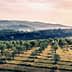 Expansive view of an olive grove with rows of trees under a cloudy sky. - Olive Oil Times