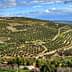 Panoramic view of a vast olive grove with rows of olive trees on rolling hills. - Olive Oil Times