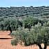 A landscape featuring rows of olive trees in a cultivated field under clear blue skies. - Olive Oil Times