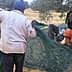 Group of people collecting olives from the ground using nets during harvest season. - Olive Oil Times