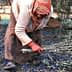 Woman in traditional clothing gathering olive branches on the ground during harvest season. - Olive Oil Times