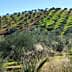 Une colline couverte de rangées d'oliviers dans un paysage verdoyant sous un ciel bleu clair. - Olive Oil Times