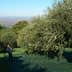 Person using a pole to harvest olives from a tree in an olive grove. - Olive Oil Times