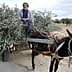 A man seated on a donkey cart filled with olive branches in a rural setting. - Olive Oil Times