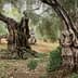 Ancient olive trees with gnarled trunks in a grove surrounded by greenery. - Olive Oil Times