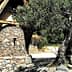 A stone building with a sloped roof next to a large olive tree. - Olive Oil Times