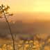 A close-up of yellow wildflowers silhouetted against a sunset sky. - Olive Oil Times