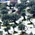 Olive trees covered in snow on a hillside with a few houses in the background. - Olive Oil Times