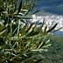 Close-up of an olive tree branch with green leaves and a blurred city in the background. - Olive Oil Times