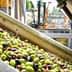 A close-up view of a mixture of green and black olives in processing equipment at an olive oil facility. - Olive Oil Times