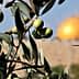 Olive tree branch with green olives in focus, background features a golden dome structure. - Olive Oil Times