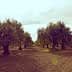 Row of olive trees in a cultivated field under a cloudy sky. - Olive Oil Times
