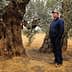 A man in a blue jacket standing beside a large olive tree in an outdoor setting. - Olive Oil Times